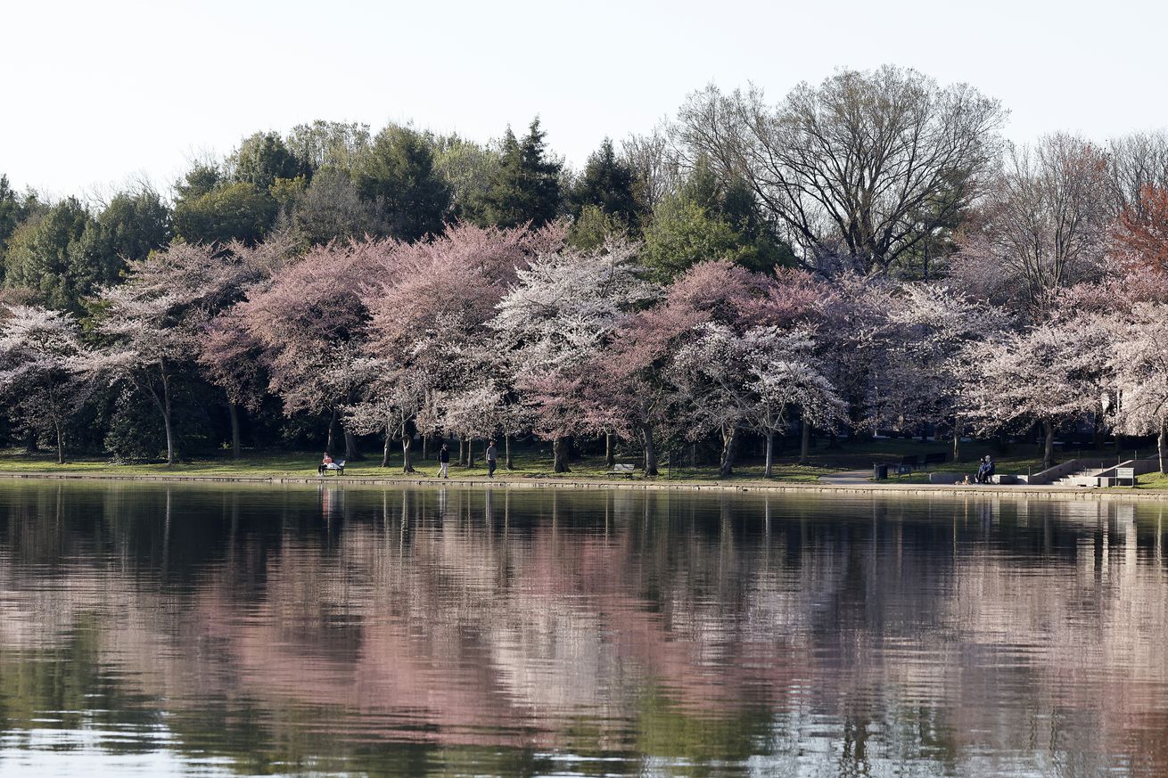 Cherry Blossom Festival In Washington, DC