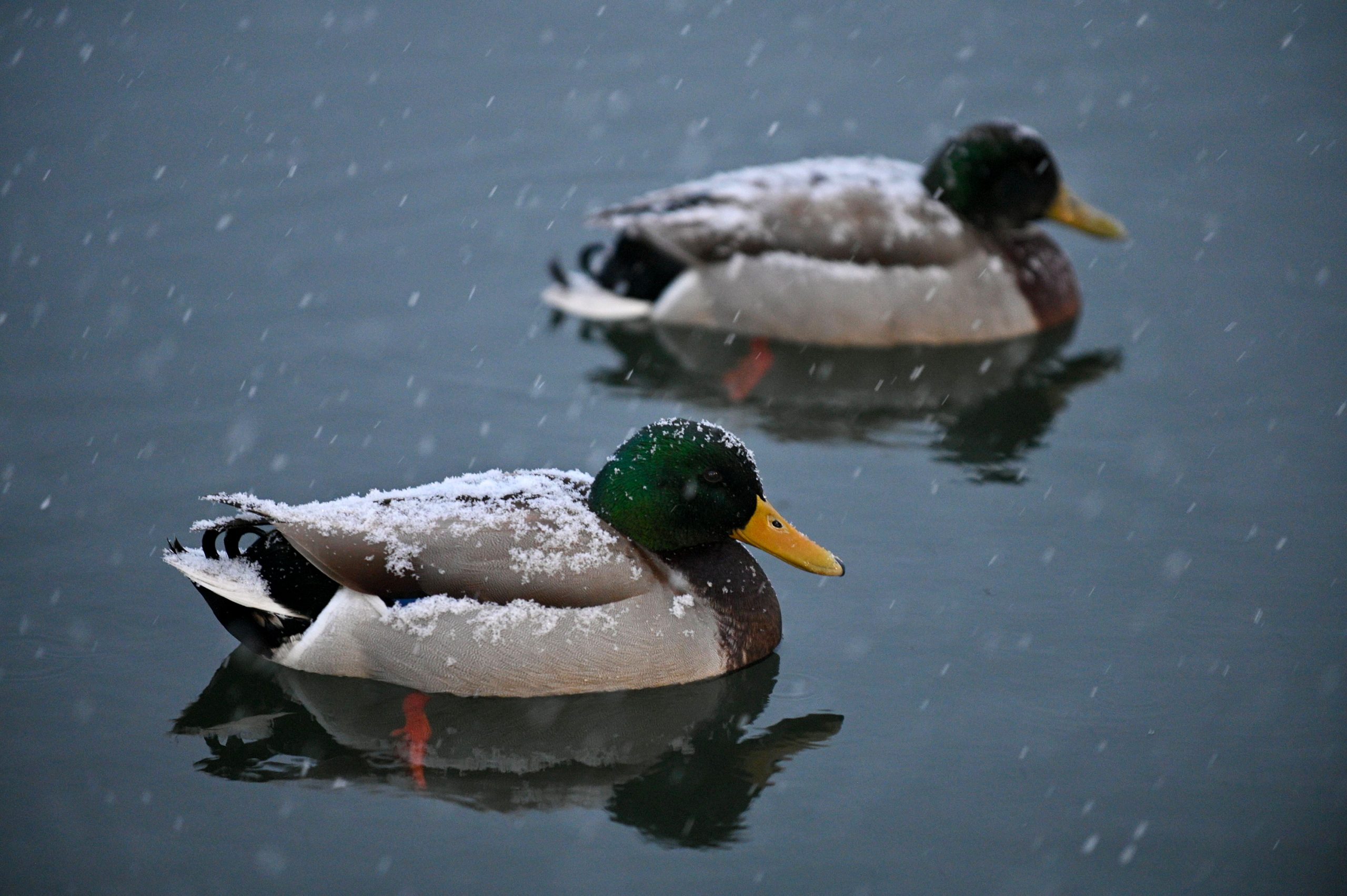 Snow accumulates on backs of ducks as they swim in...