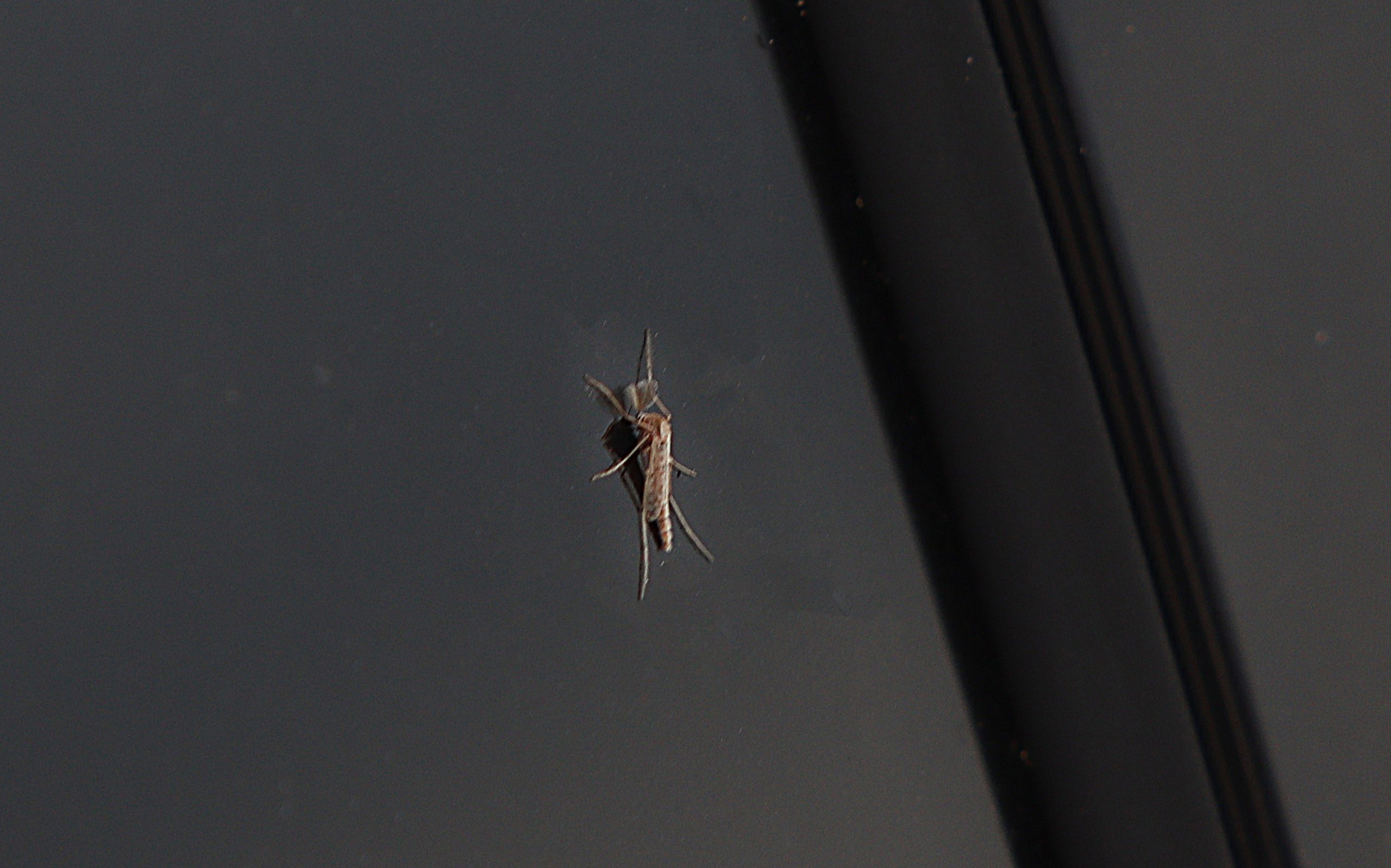 Midges swarm nearby cars, docks and boats at Weaver’s Marine...
