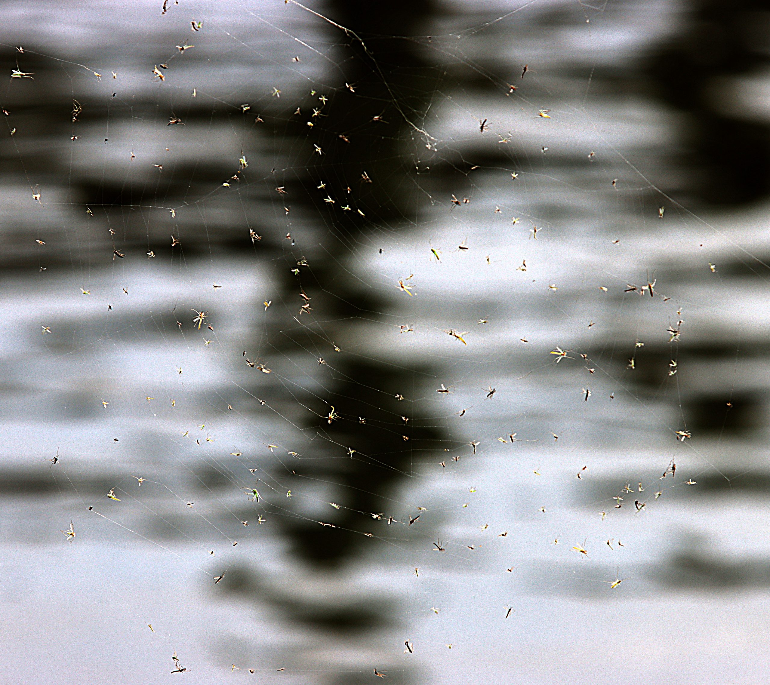 A midge swarm gets stuck in a spider web on...