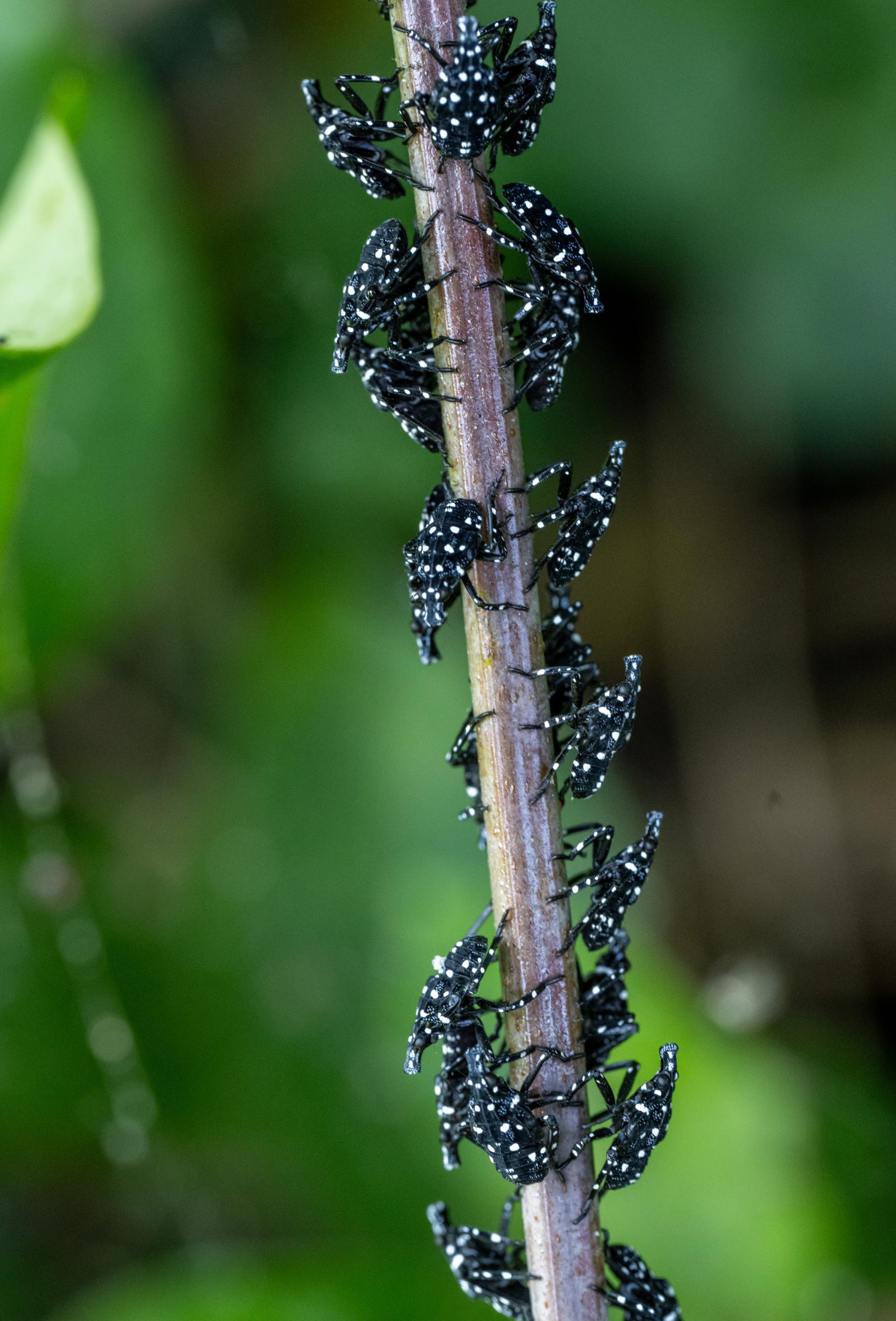 Dozens of spotted lanternfly nymphs huddle together on a Porcelain...