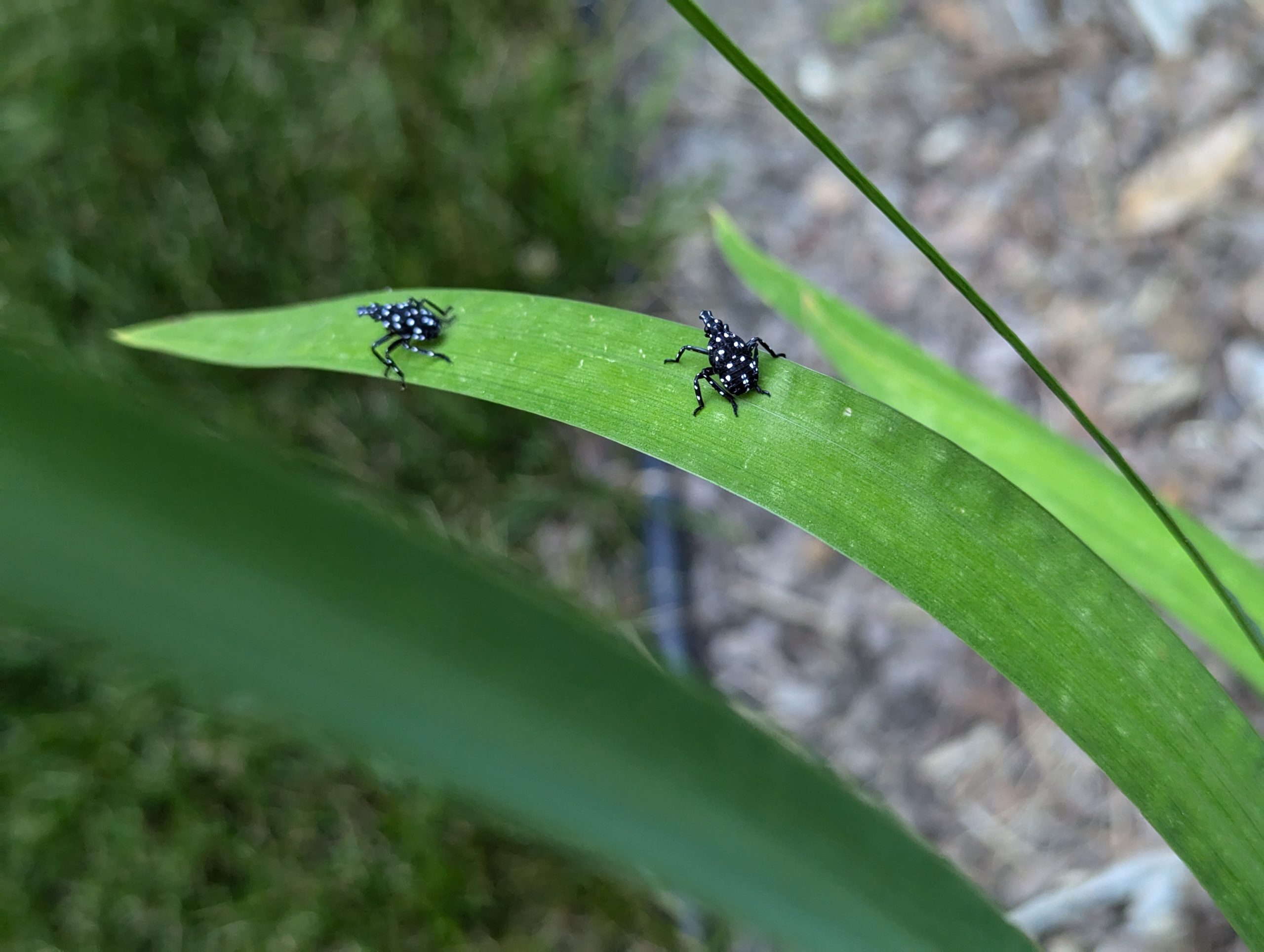 Spotted lanternfly nymphs on Iris foliage in July 2024. (Courtesy...