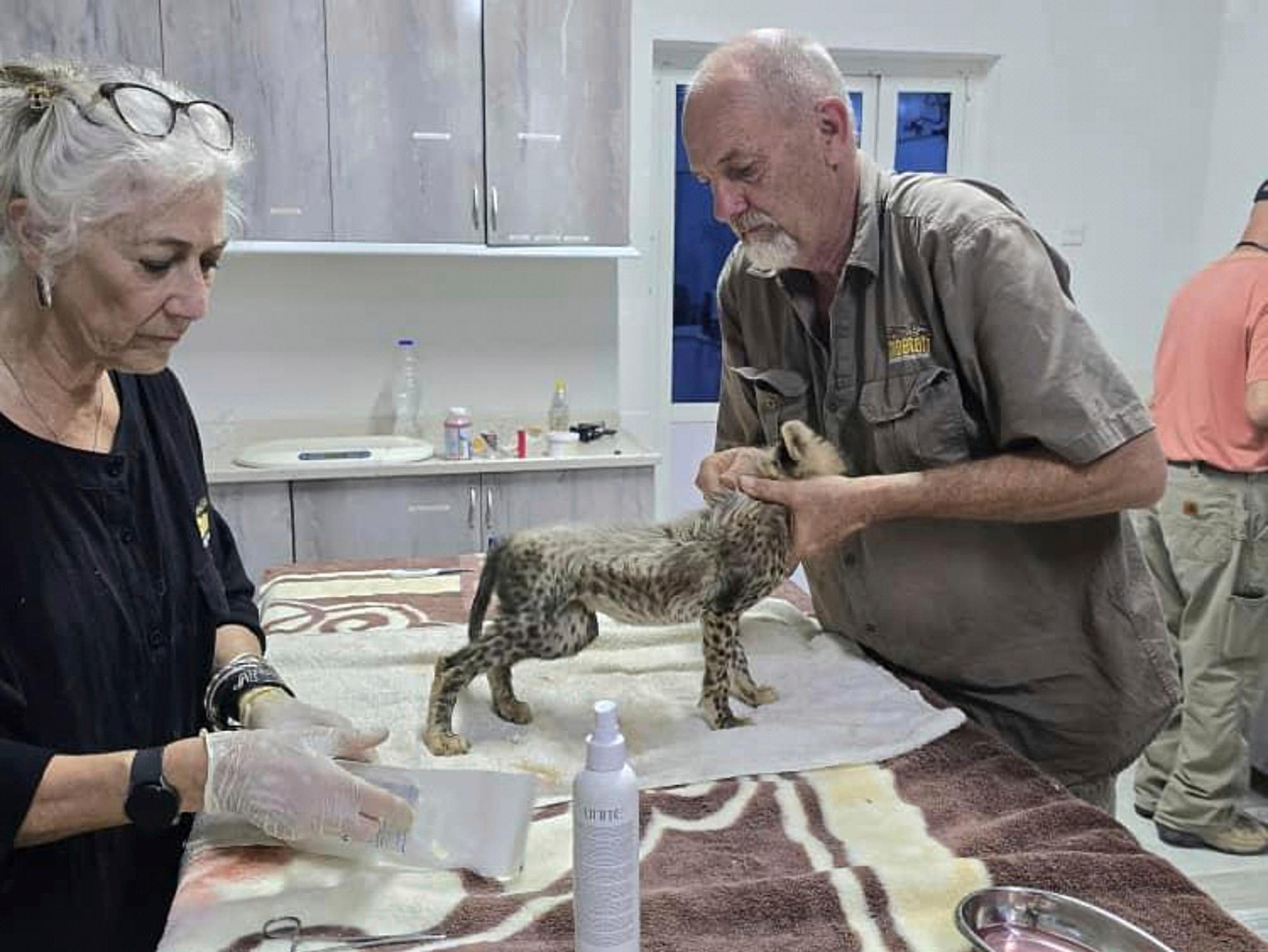 One of 10 cheetah cubs rescued from the illegal wildlife...