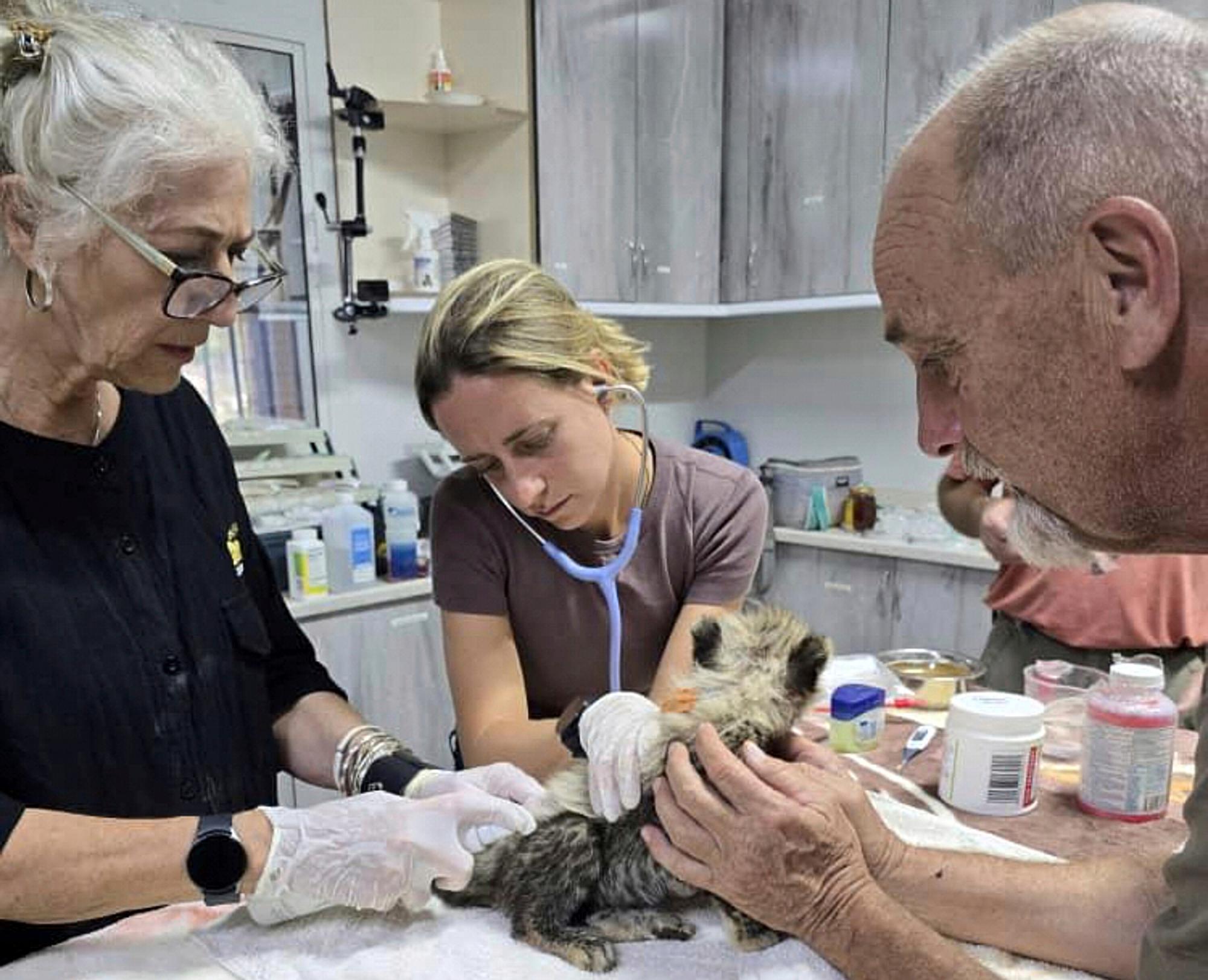One of 10 cheetah cubs rescued from the illegal wildlife...