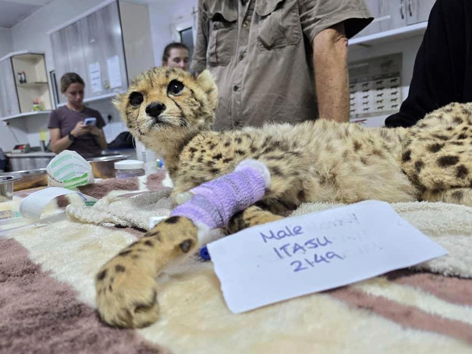 One of 10 cheetah cubs rescued from the illegal wildlife...