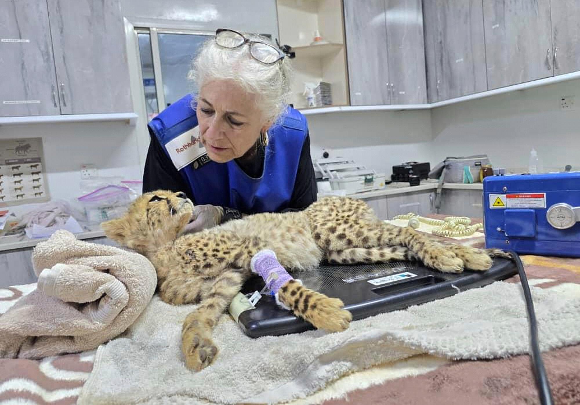 One of 10 cheetah cubs rescued from the illegal wildlife...
