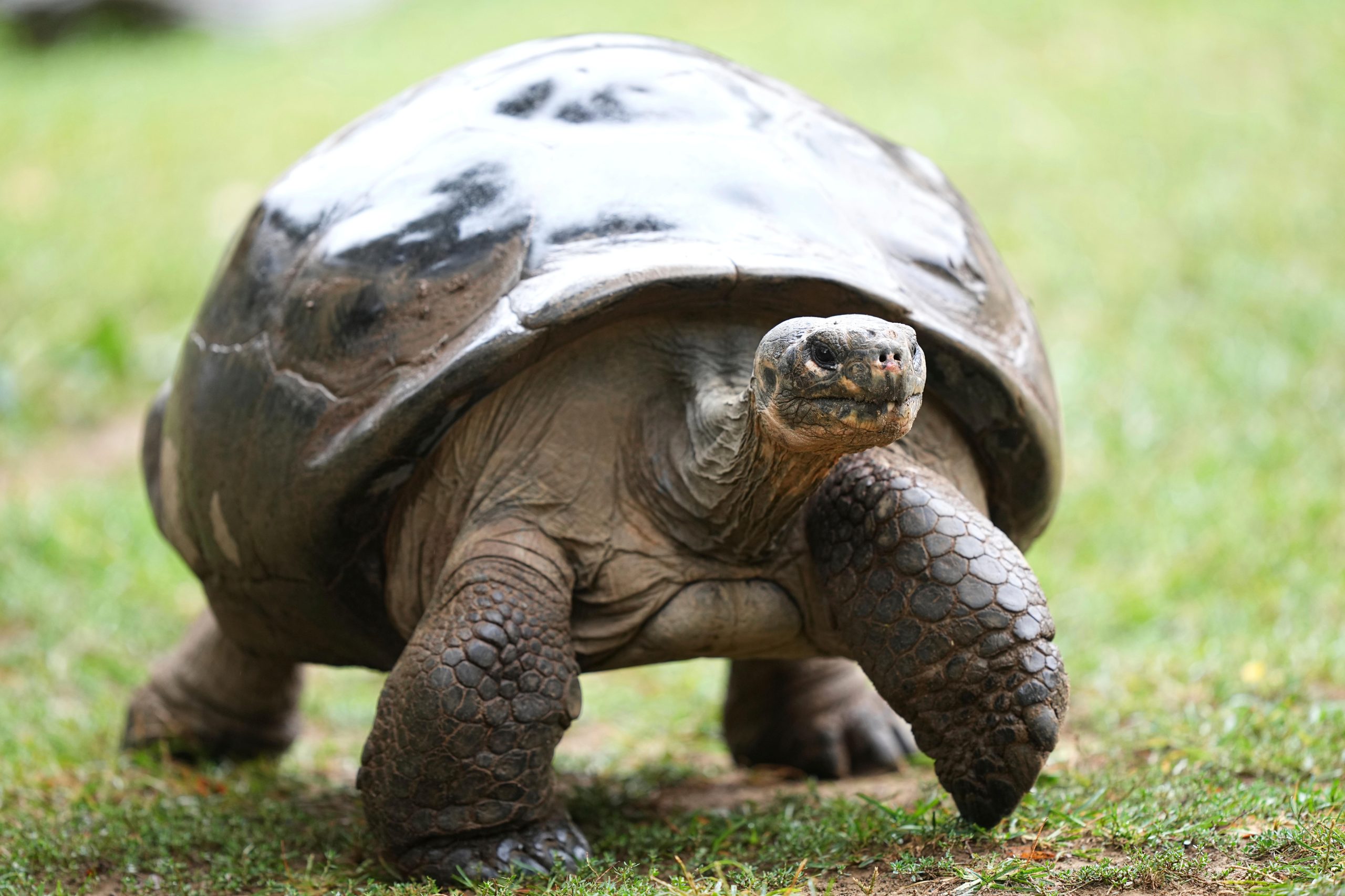 Mommy, a nearly 100-year-old Galapagos tortoise, and parent of 16...