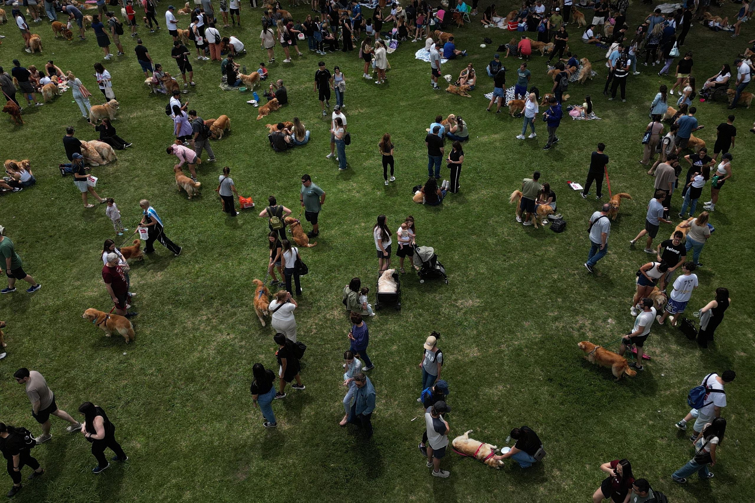 Golden Retrievers gather at a Palermo neighborhood park as people...