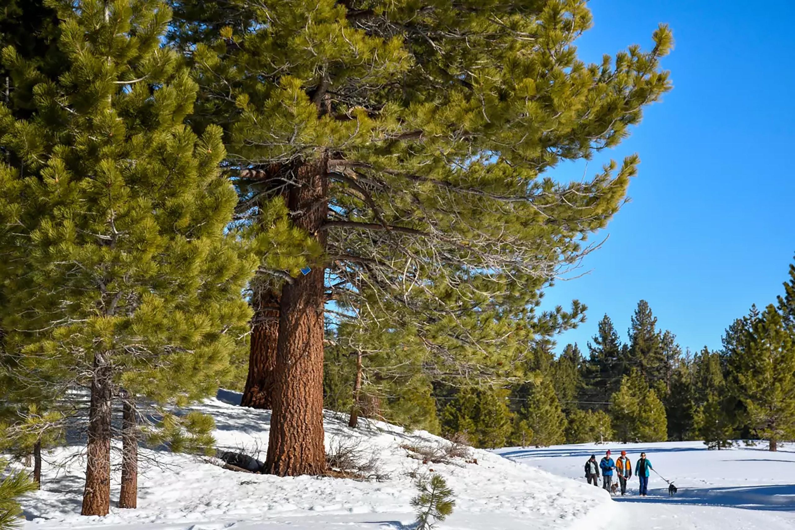 Hikers and dogs navigate Obsidian Dome Trail, just outside June...